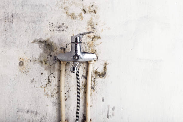Reliable Osburn, ID Mold Remediation Solutions