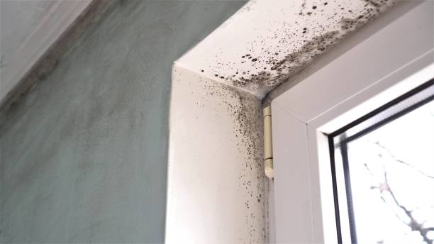 Trusted Osburn, ID Mold Remediation Experts