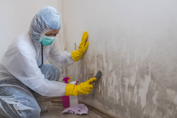 Best Industrial Mold Remediation in Osburn, ID