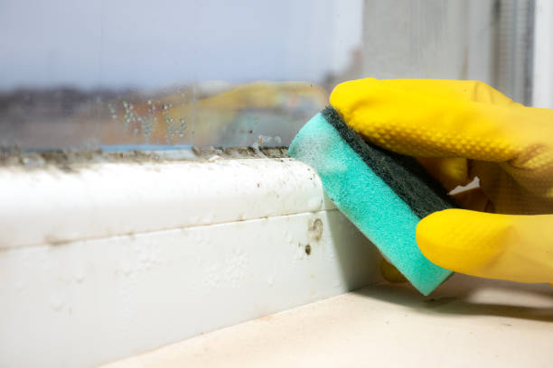 Best Attic Mold Remediation in Osburn, ID
