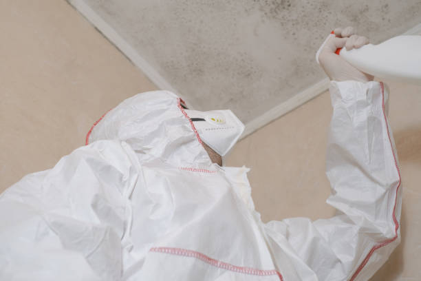Best White Mold Remediation in Osburn, ID